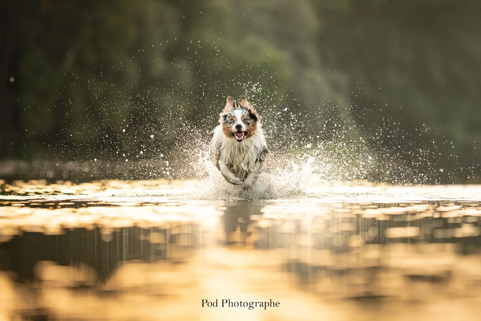 Berger australien courant dans l’eau