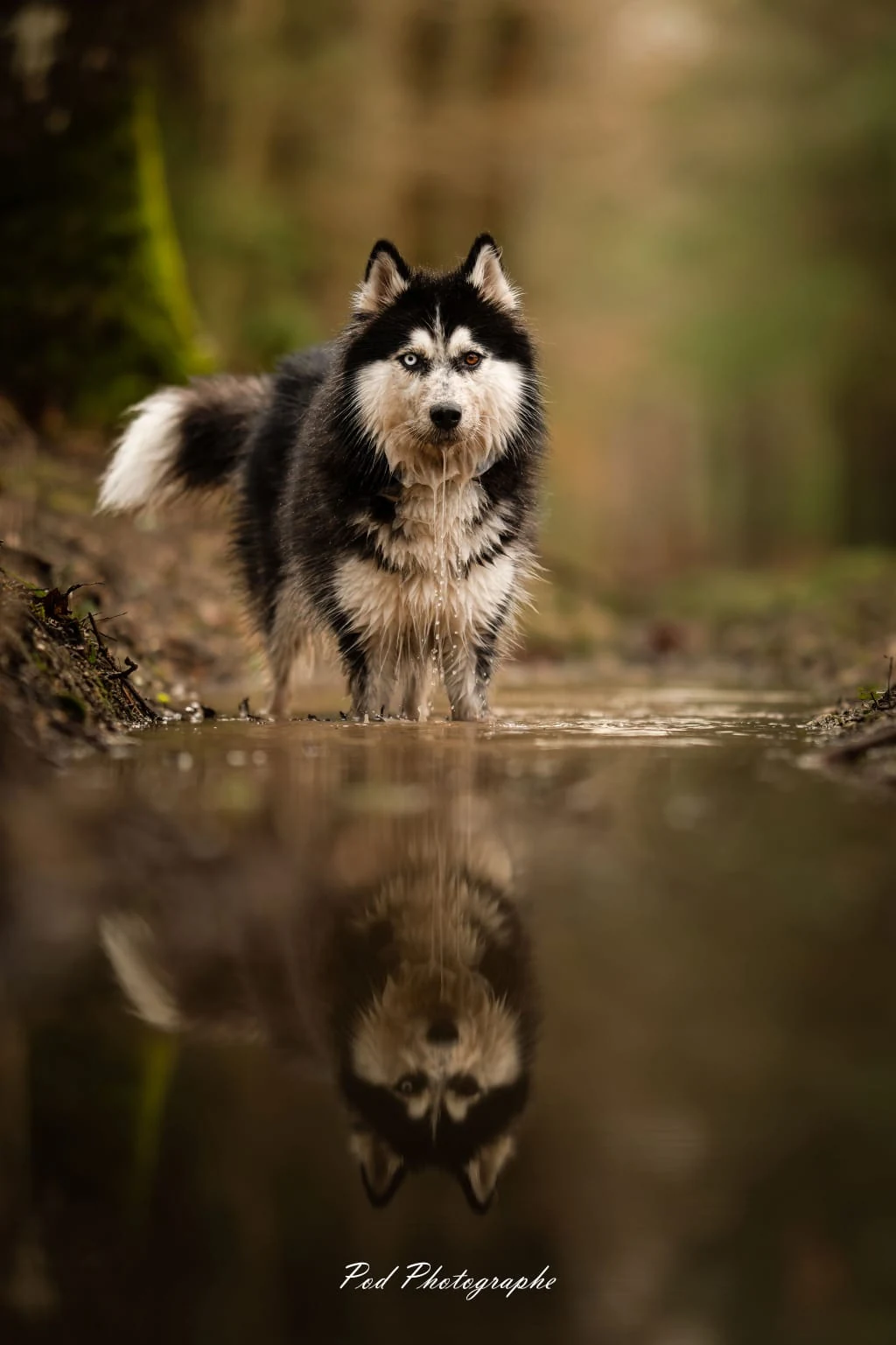 Husky au bord de l’eau en forêt