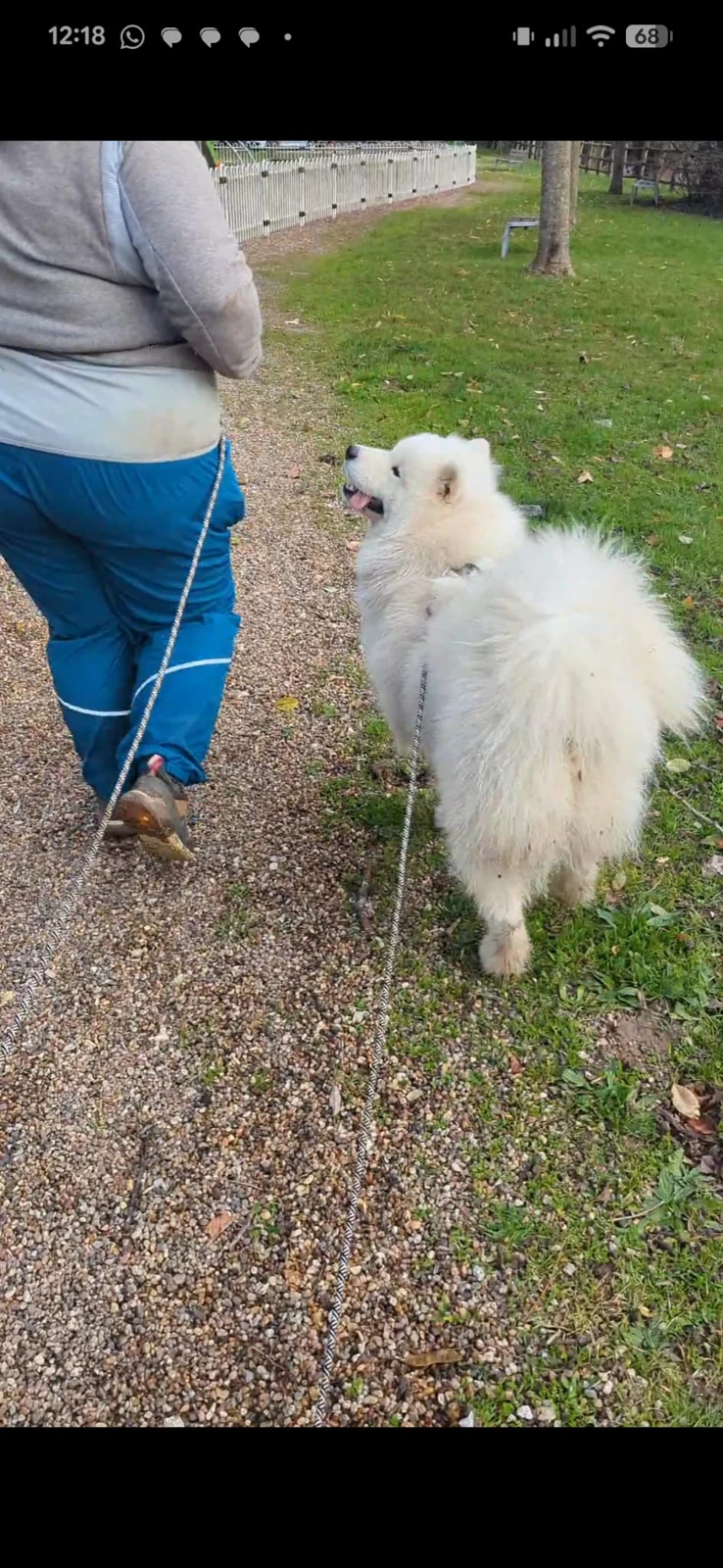 Chien blanc en promenade en laisse