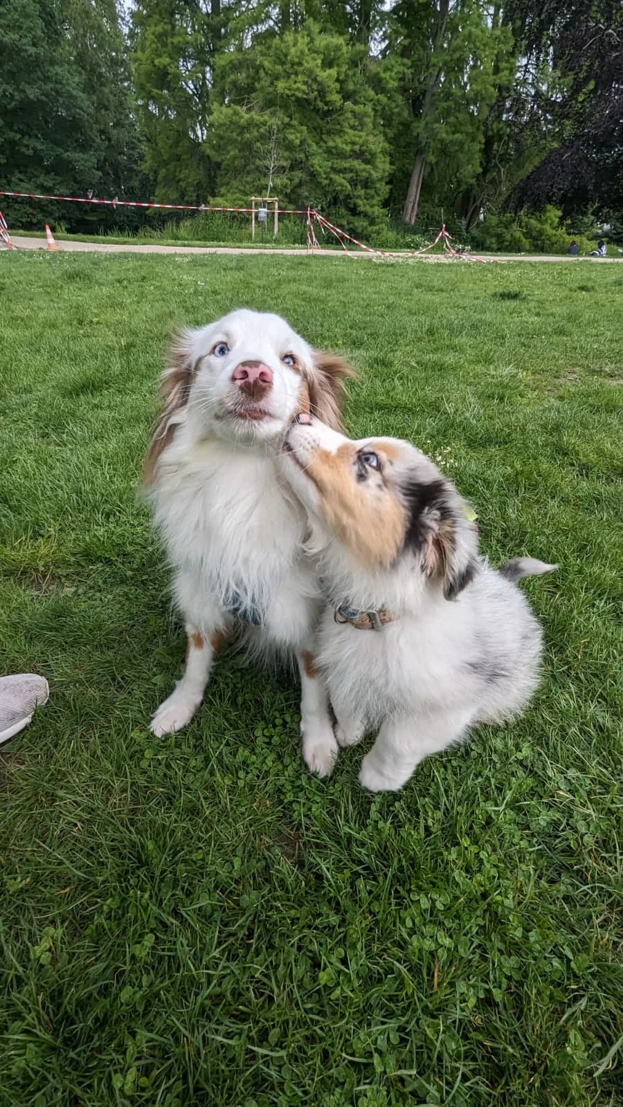 Deux bergers australiens dans l’herbe