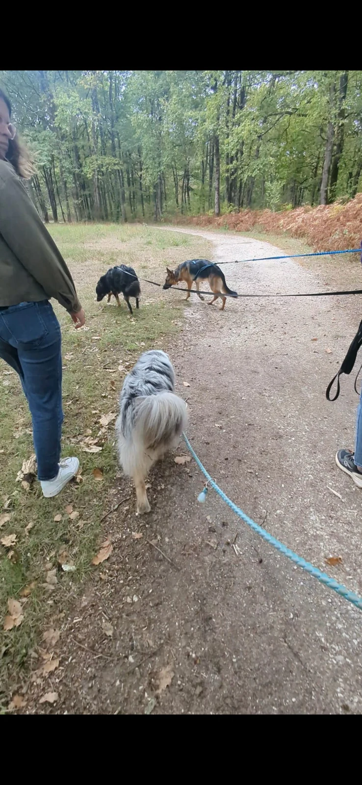 Chiens en balade en laisse sur un chemin