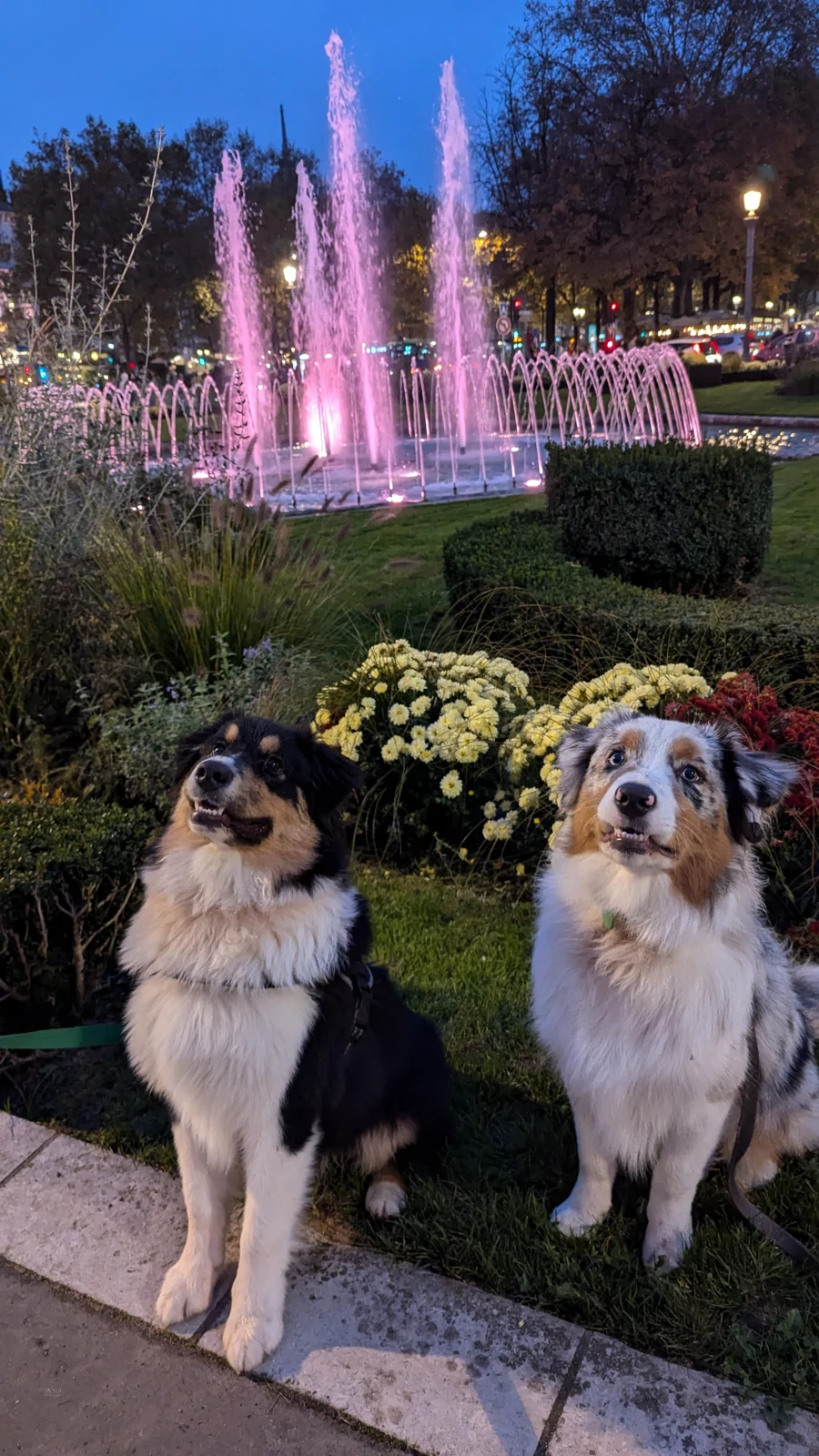 Deux bergers australiens devant une fontaine
