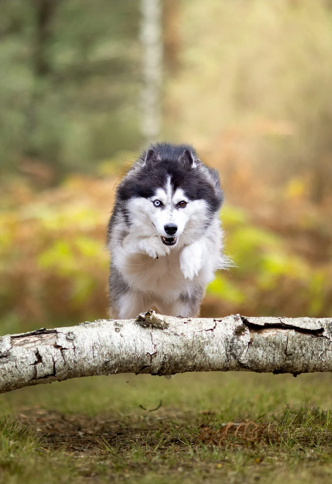 Husky sautant au-dessus d’un tronc