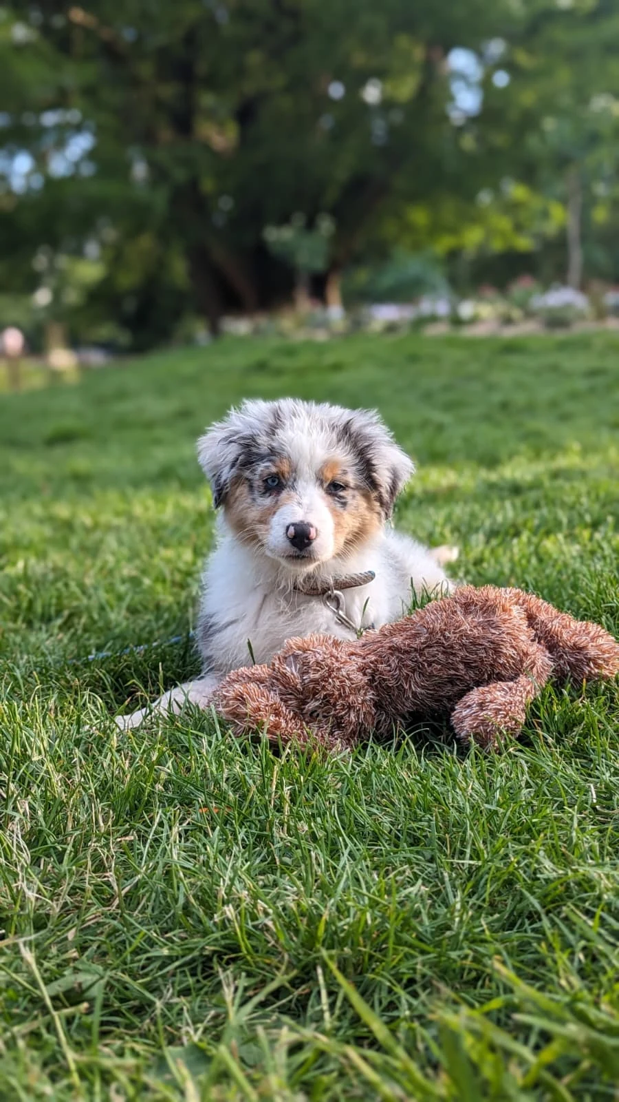 Chiot berger australien avec son jouet dans l’herbe