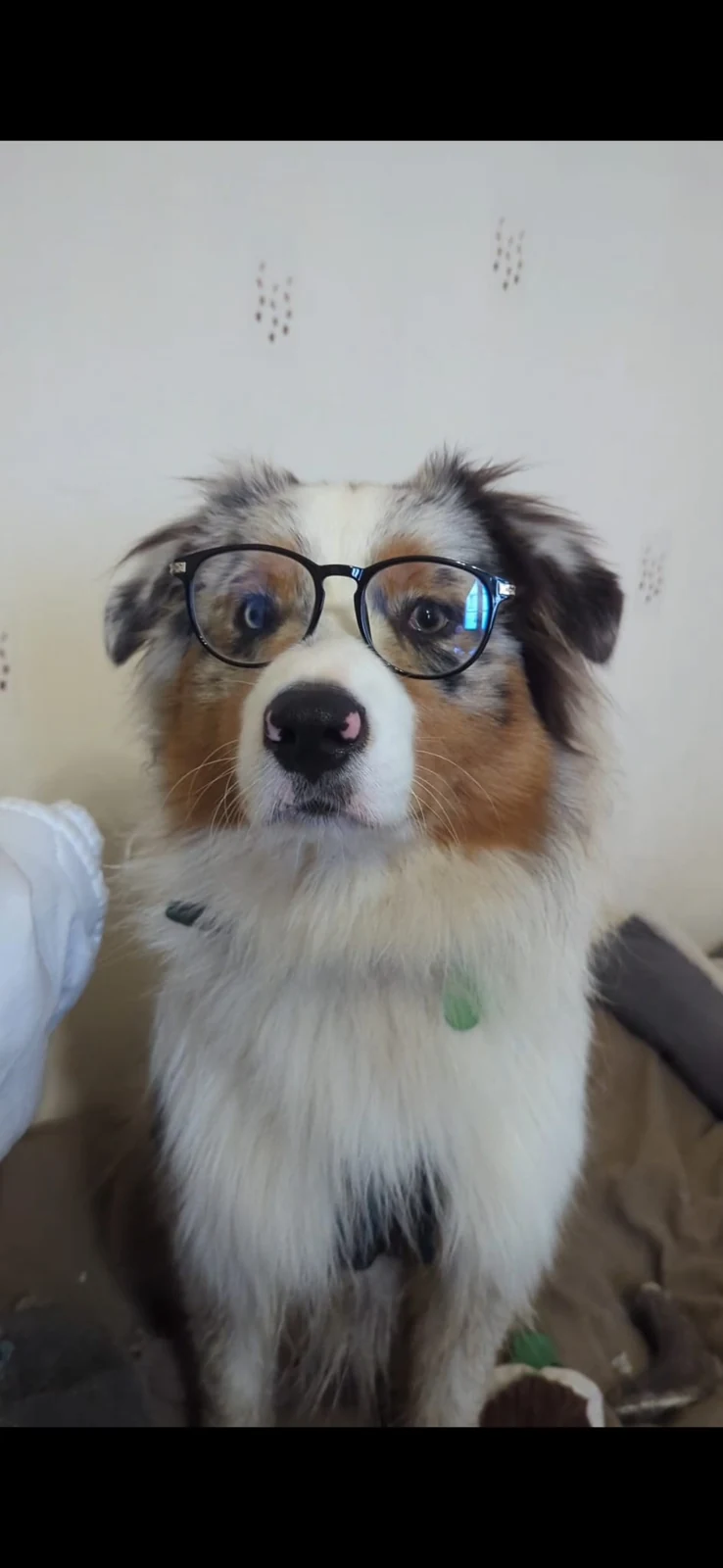 Berger australien portant des lunettes