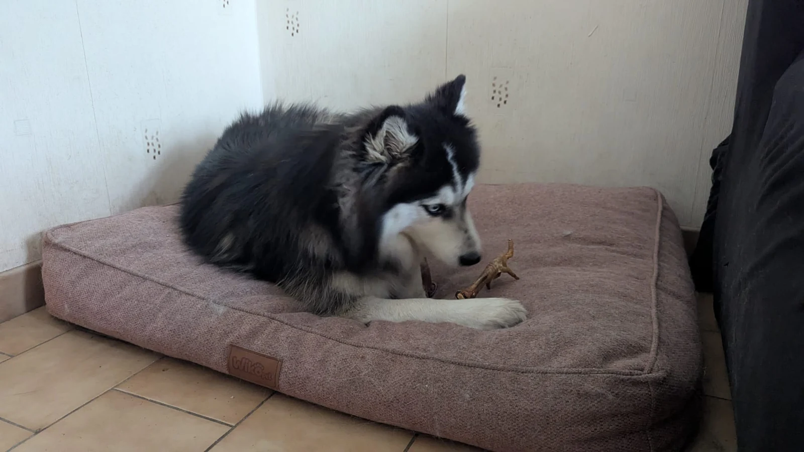 Husky au repos sur son couchage