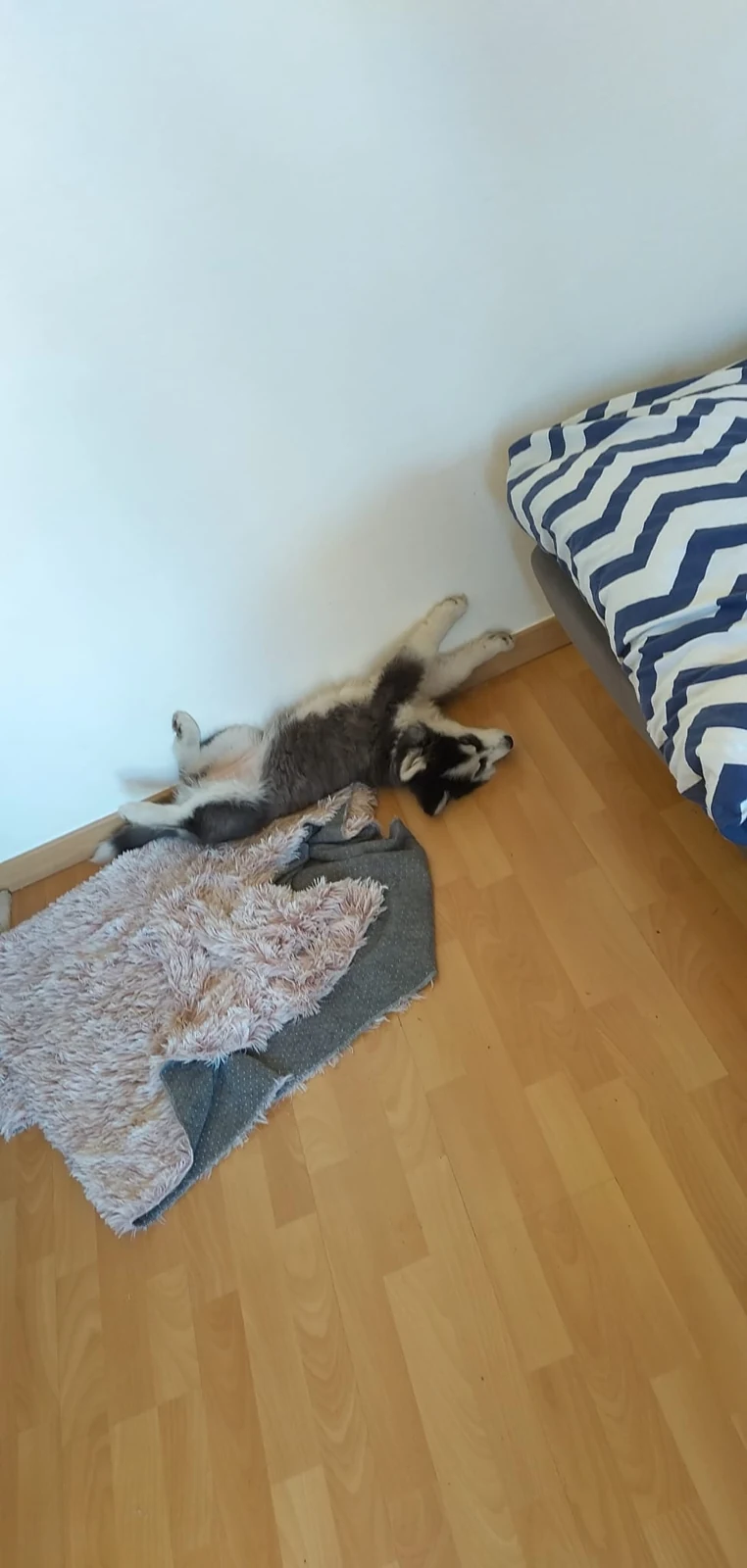 Chien au repos à la maison