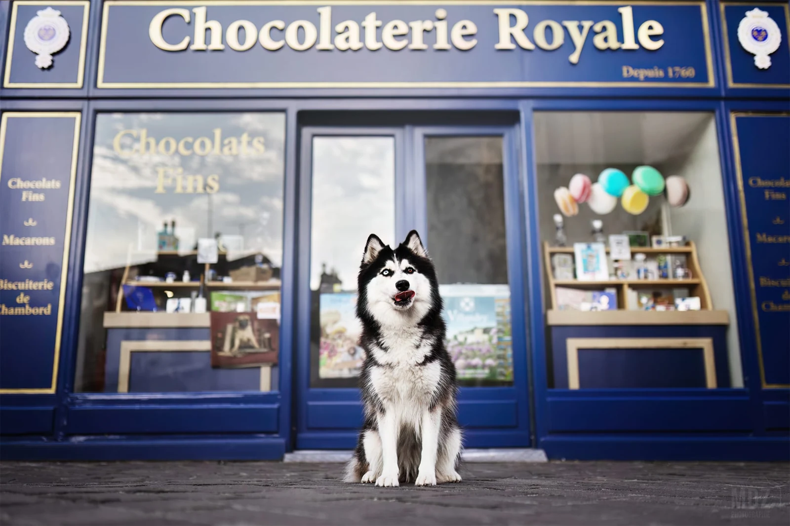 Husky devant la Chocolaterie Royale