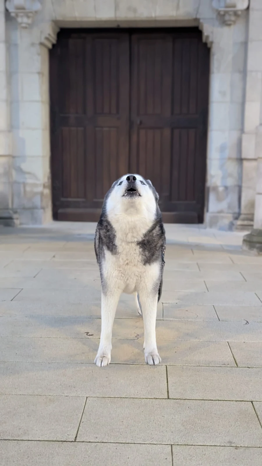 Husky devant une porte en ville