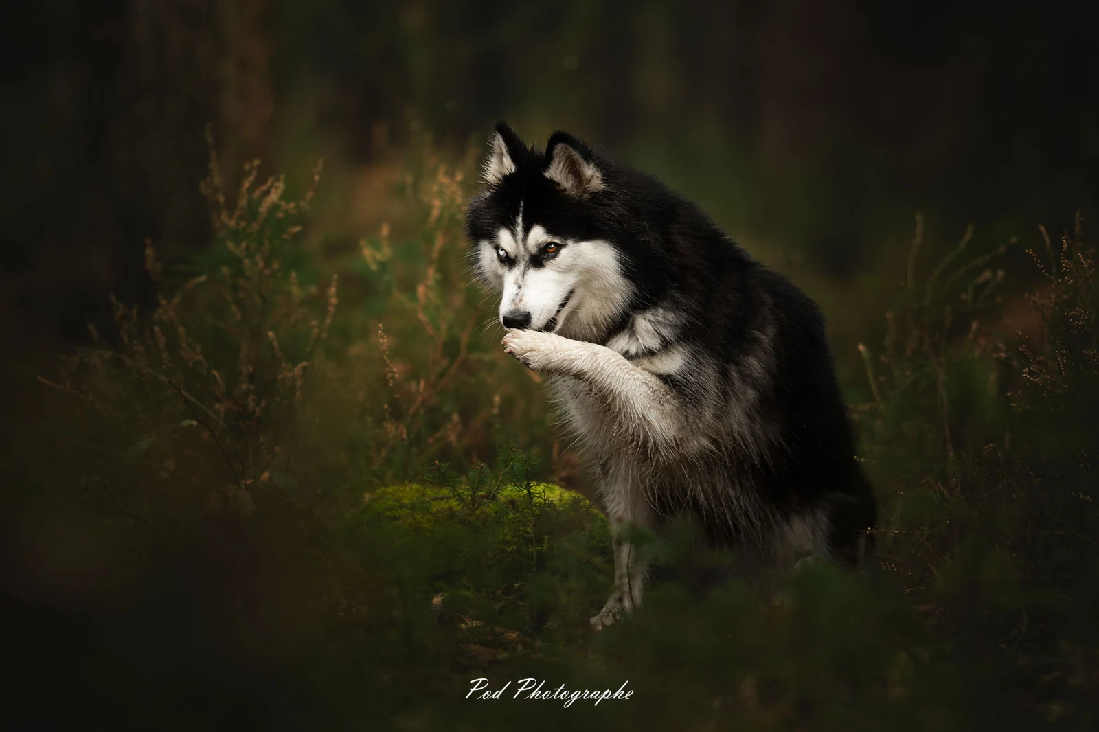 Husky dans la nature