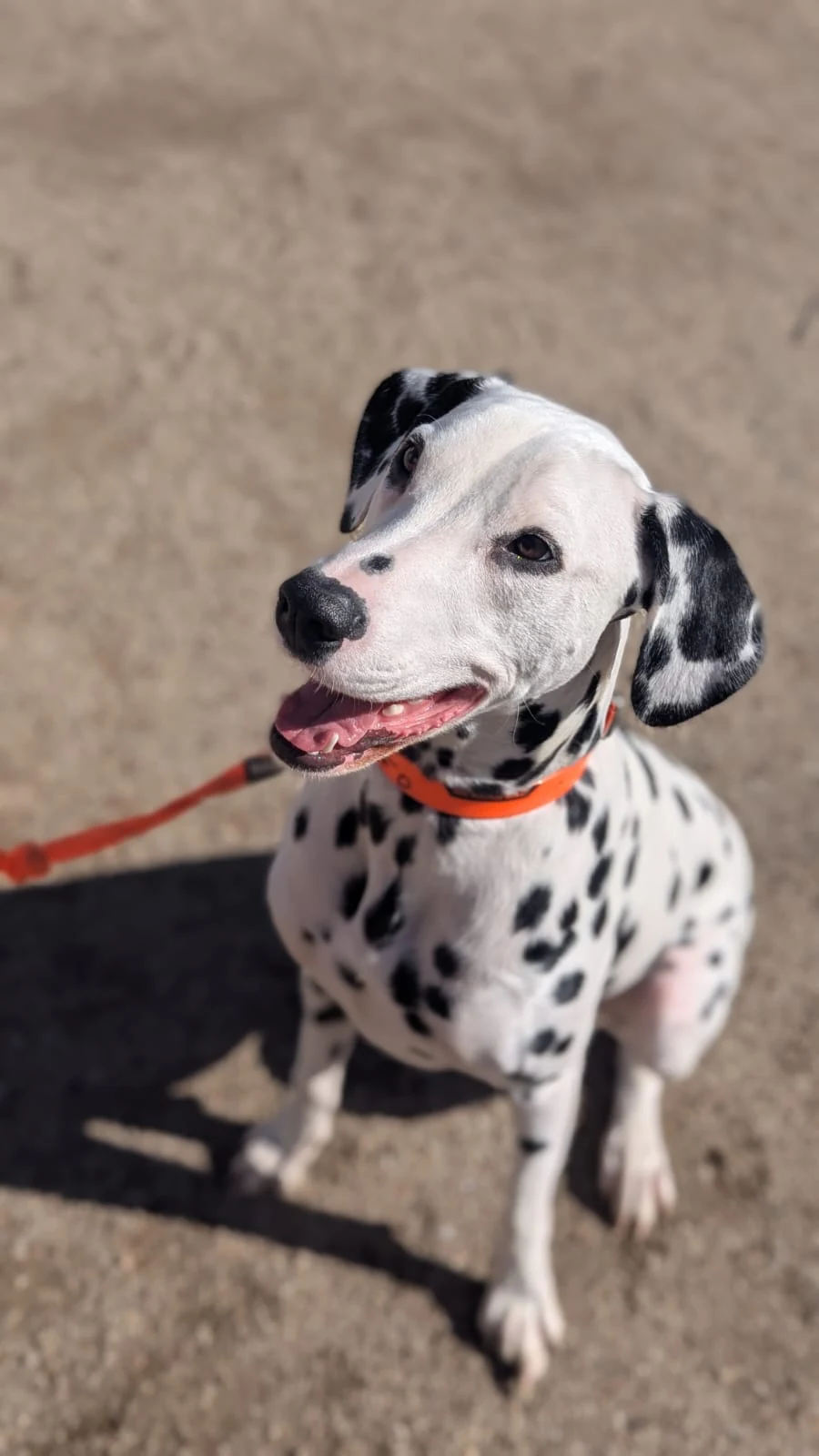 Dalmatien en laisse