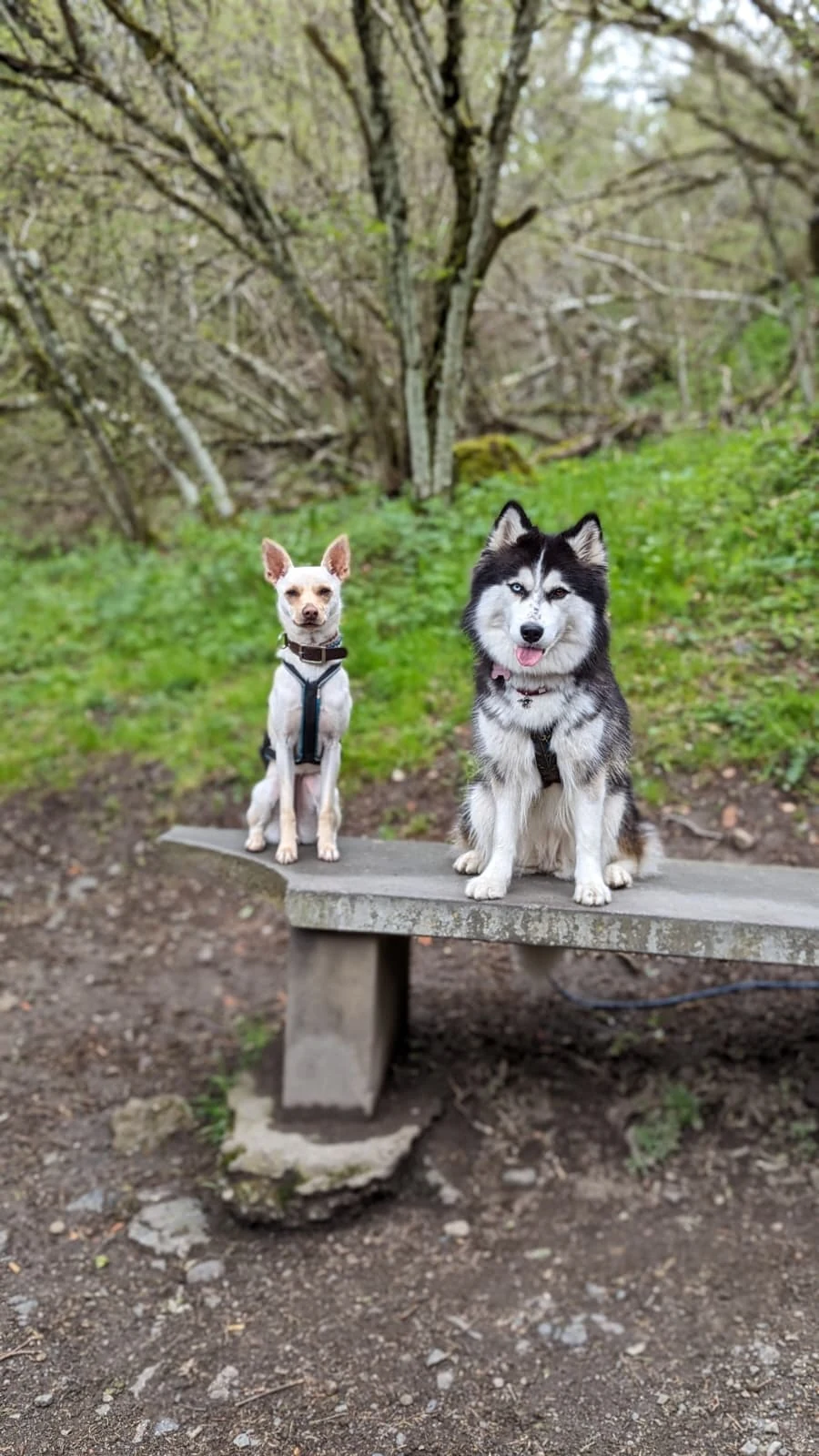 Petit chien et husky côte à côte sur un banc
