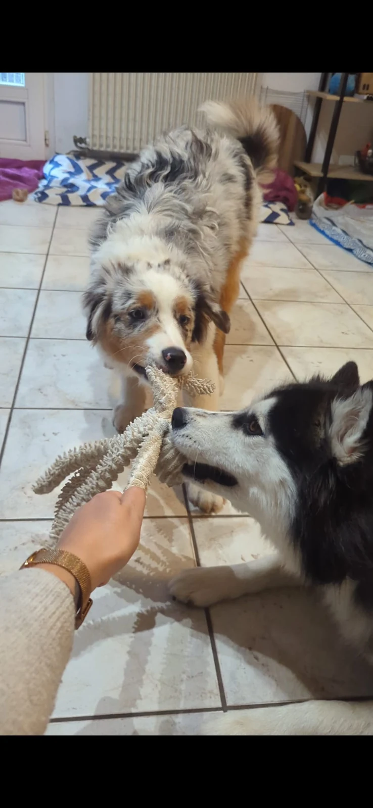 Chiens à la maison autour d’une activité