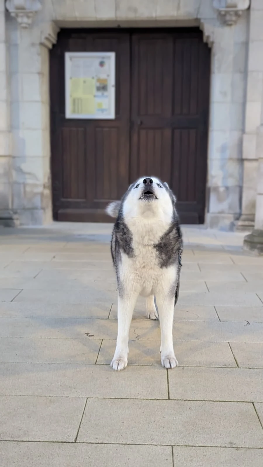 Husky devant une porte en ville