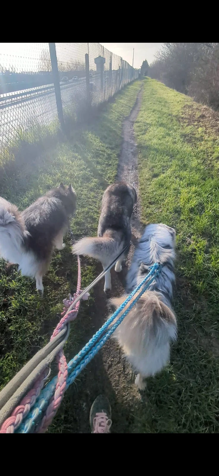 Chiens en promenade en laisse
