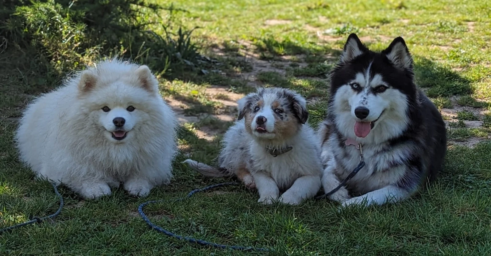 Trois chiens ensemble dans l’herbe