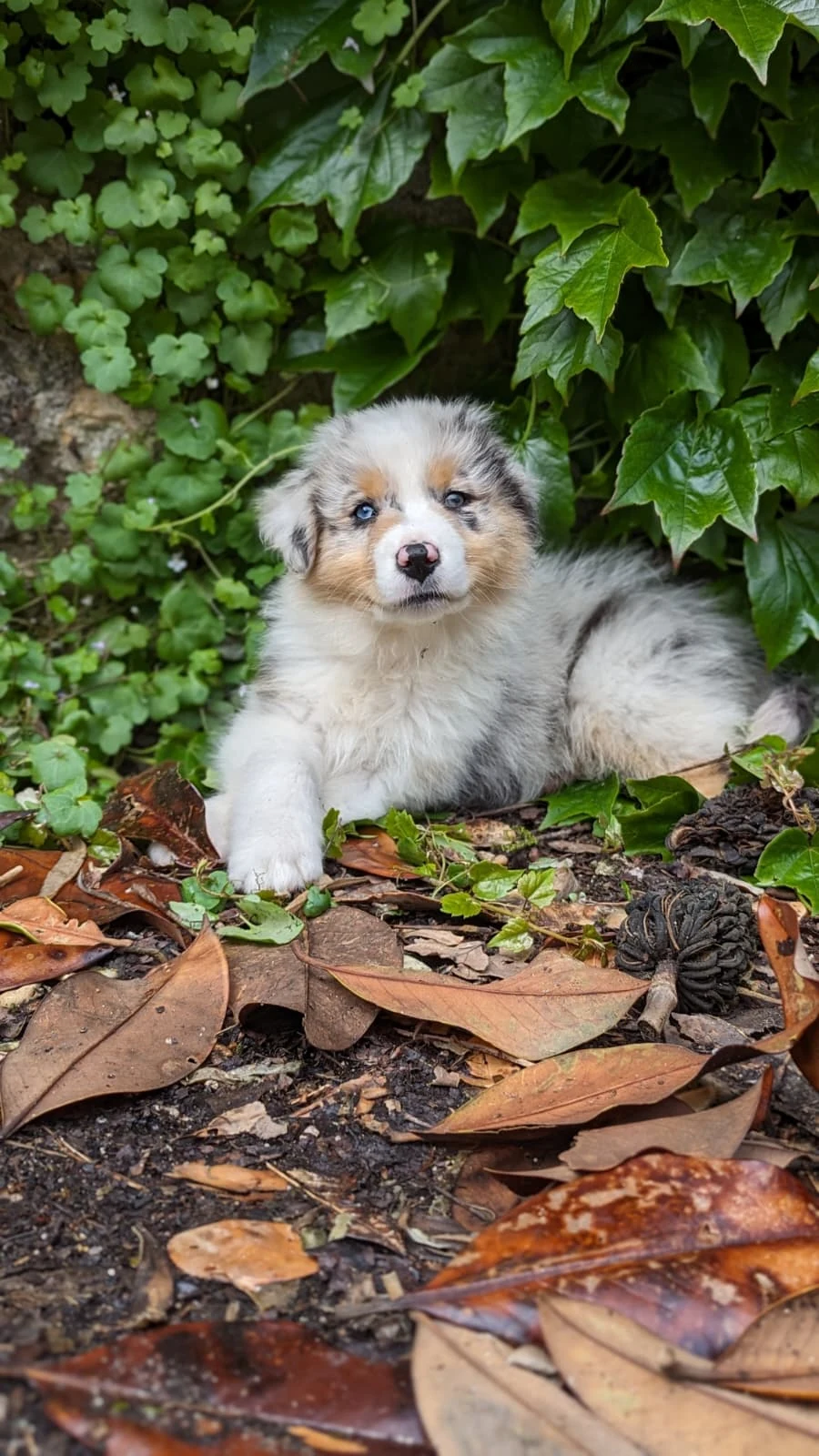 Chiot berger australien dans la nature