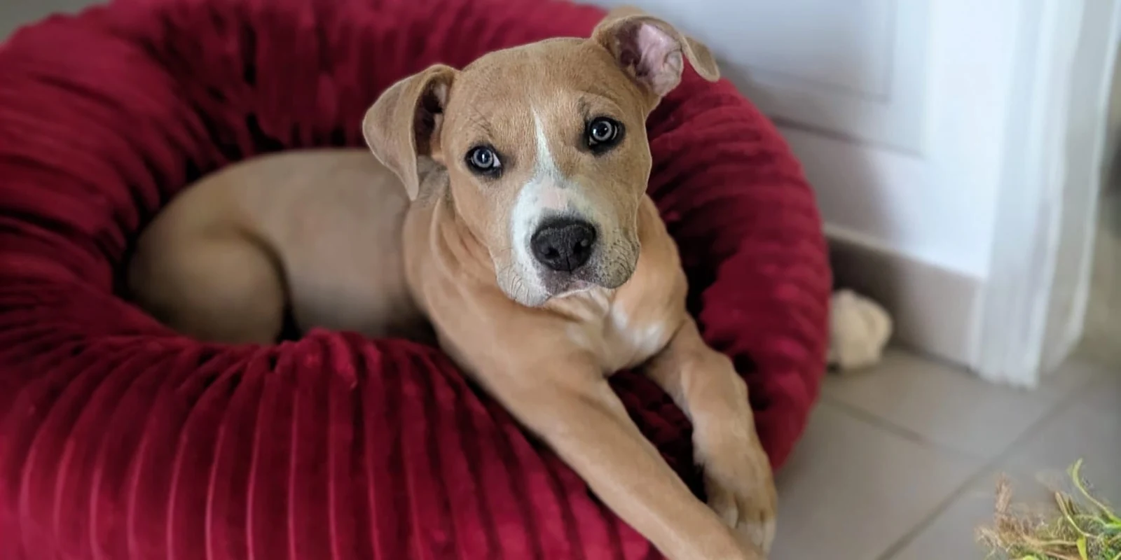 Chiot installé sur son coussin rouge