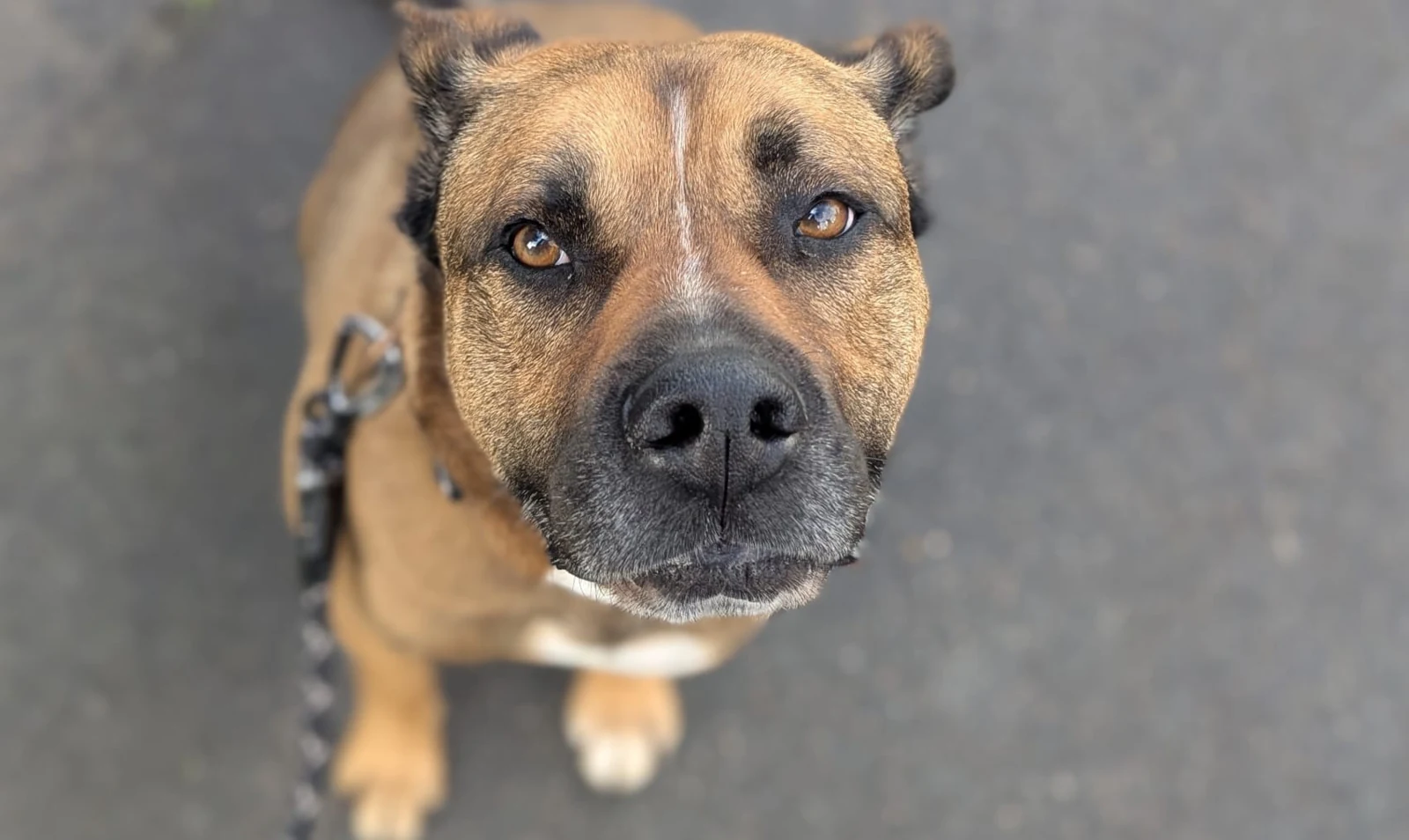 Portrait complet d’un chien brun attentif