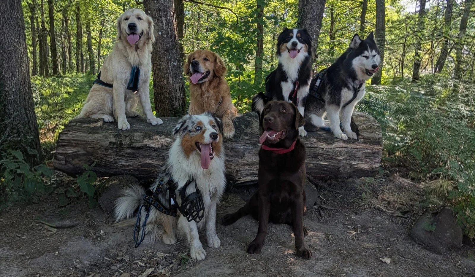Groupe de chiens réunis sur un tronc en forêt