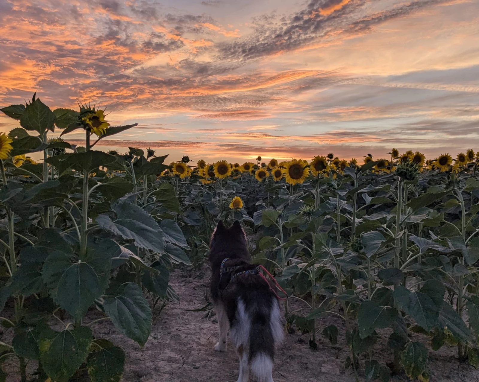 Husky dans un champ de tournesols au coucher du soleil