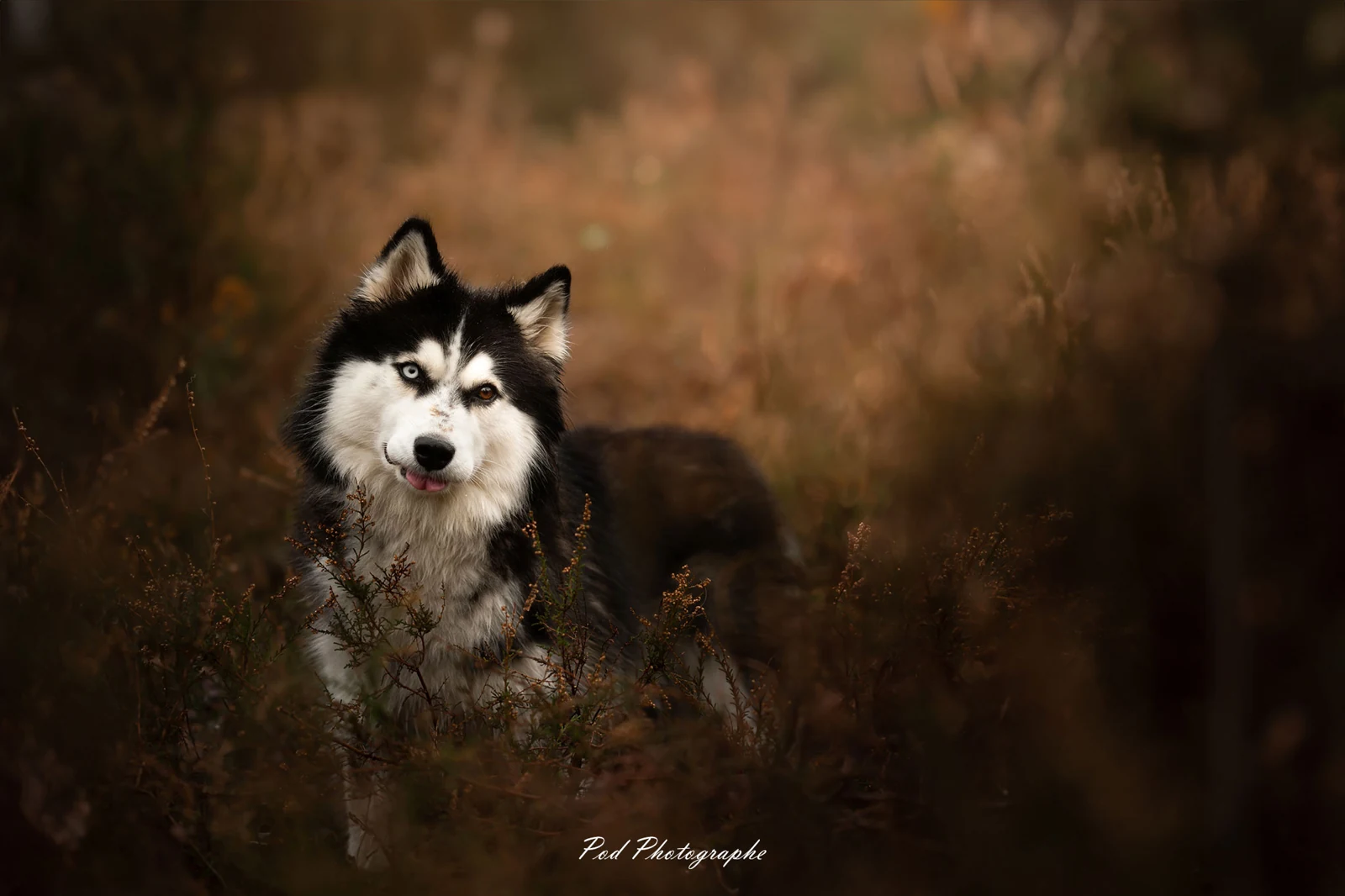 Husky dans la forêt