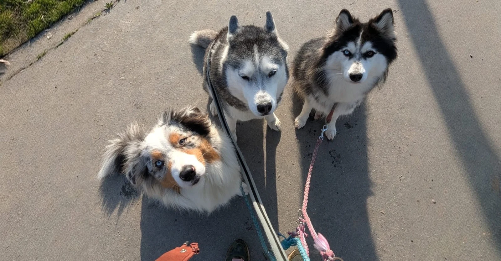 Trois chiens en promenade en laisse