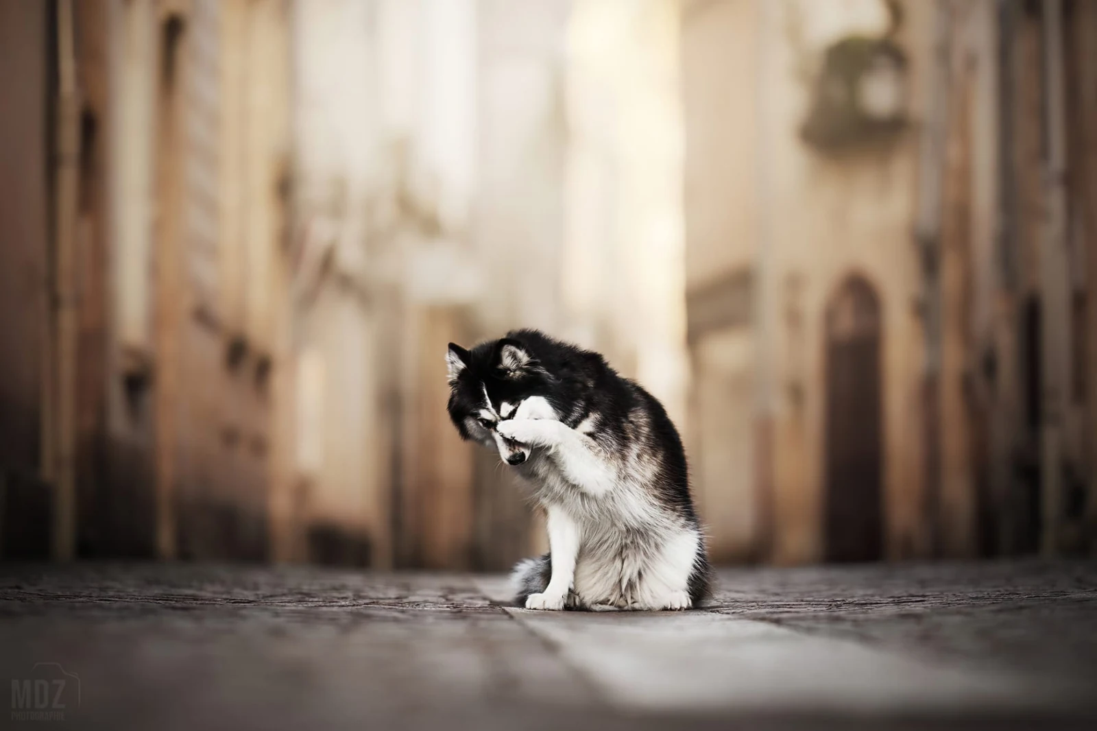 Husky assis dans une rue