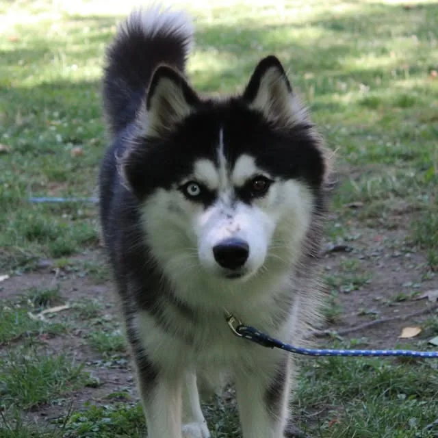 Portrait d’un husky en laisse lors d’une balade