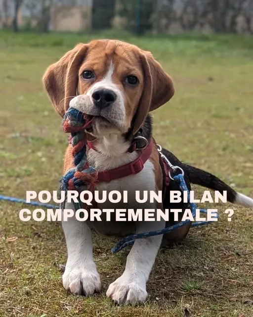 Beagle tenant une corde de jeu dans la gueule, visuel « Pourquoi un bilan comportemental ? »