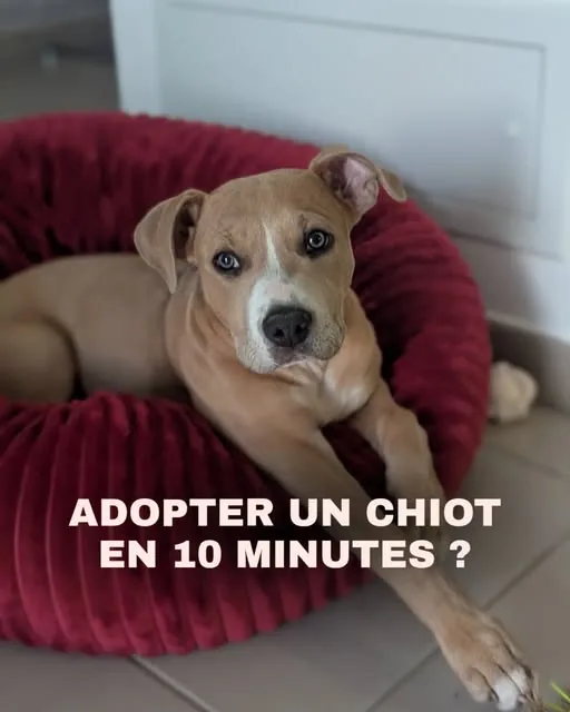 Chiot allongé dans un panier rouge, détendu dans la maison