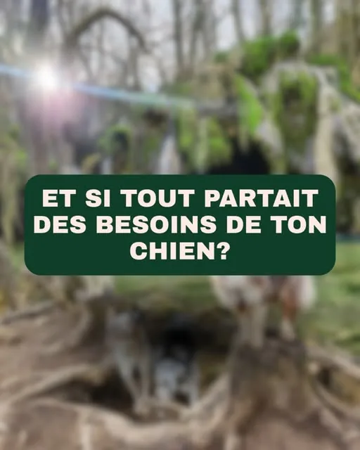 Visuel « Et si tout partait des besoins de ton chien ? » sur fond de promenade en forêt