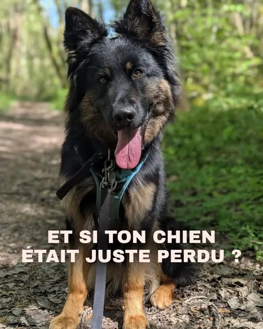 Jeune chien noir et feu équipé de son harnais, assis sur un sentier forestier, langue tirée