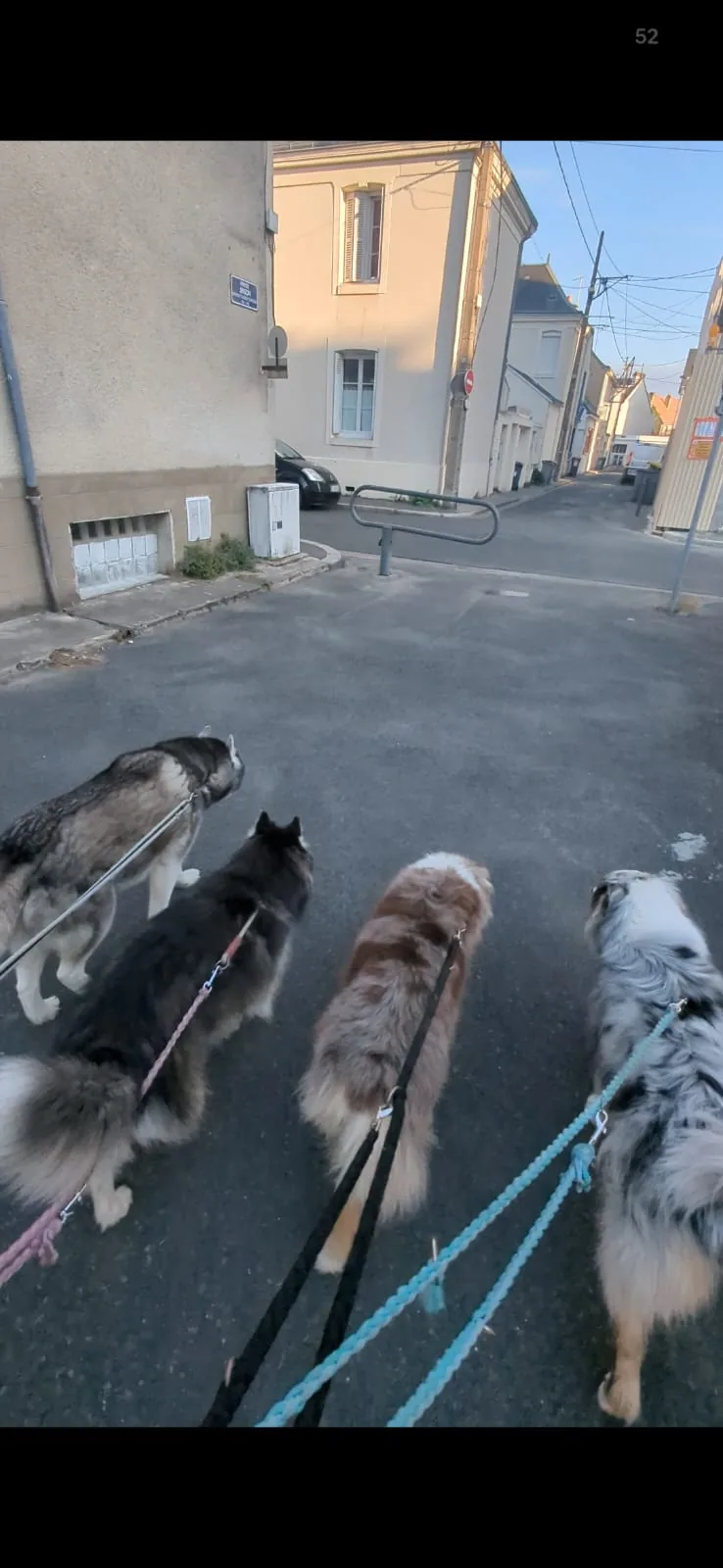 Chiens en laisse lors d’une promenade éducative en ville à Tours