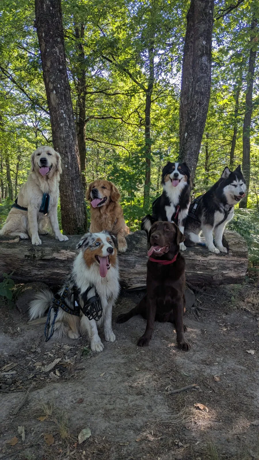 Groupe de chiens qui jouent ensemble en forêt pendant une sortie encadrée