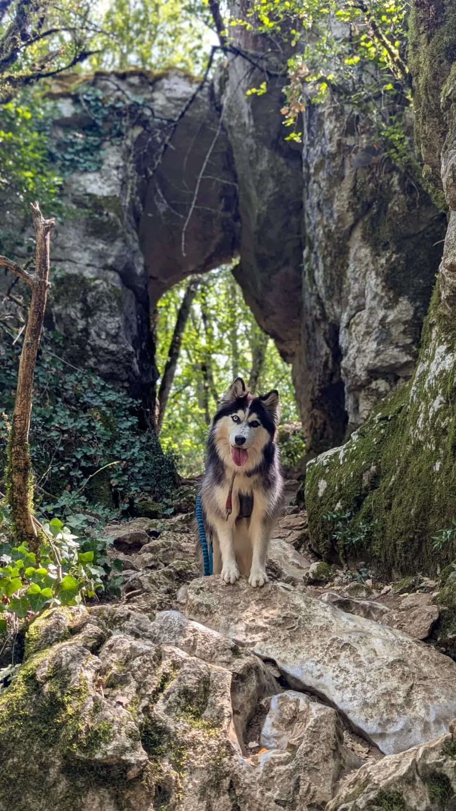 Border Collie assis sur un rocher lors d’une balade en forêt
