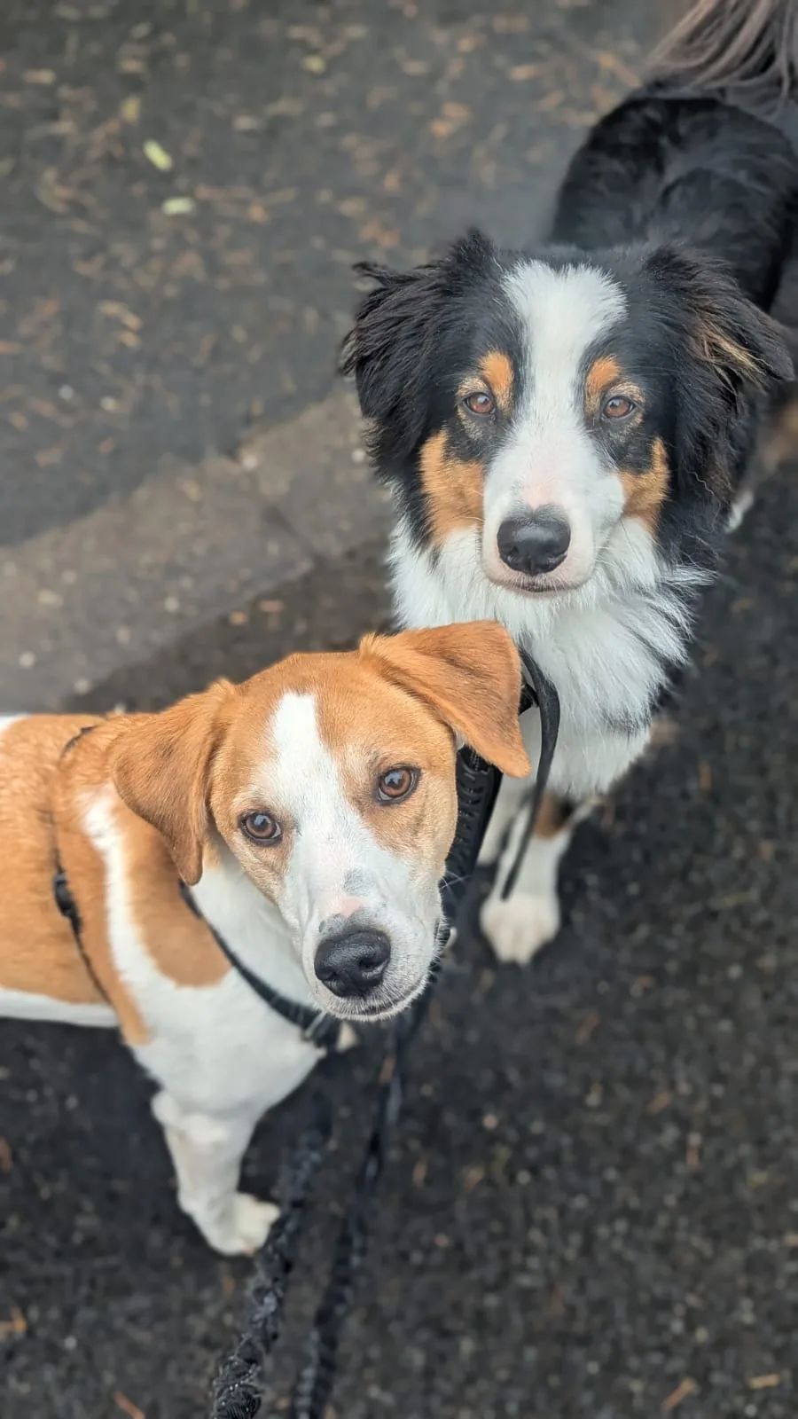 Deux chiens en laisse côte à côte lors d’un exercice