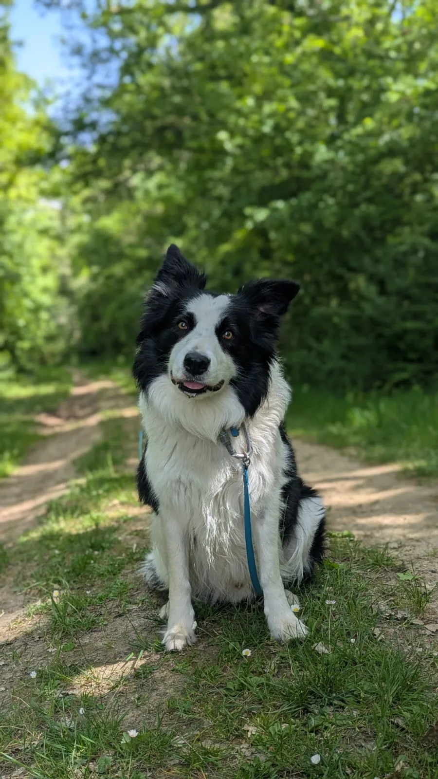 Border Collie marchant sur un sentier
