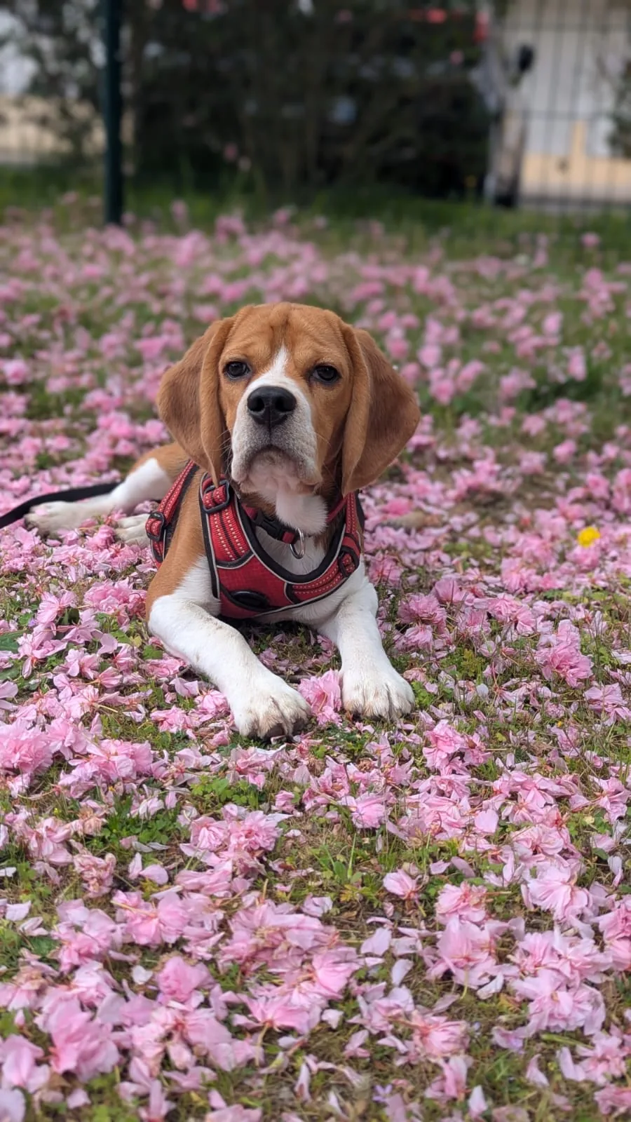 Beagle en balade dans un champ de fleurs