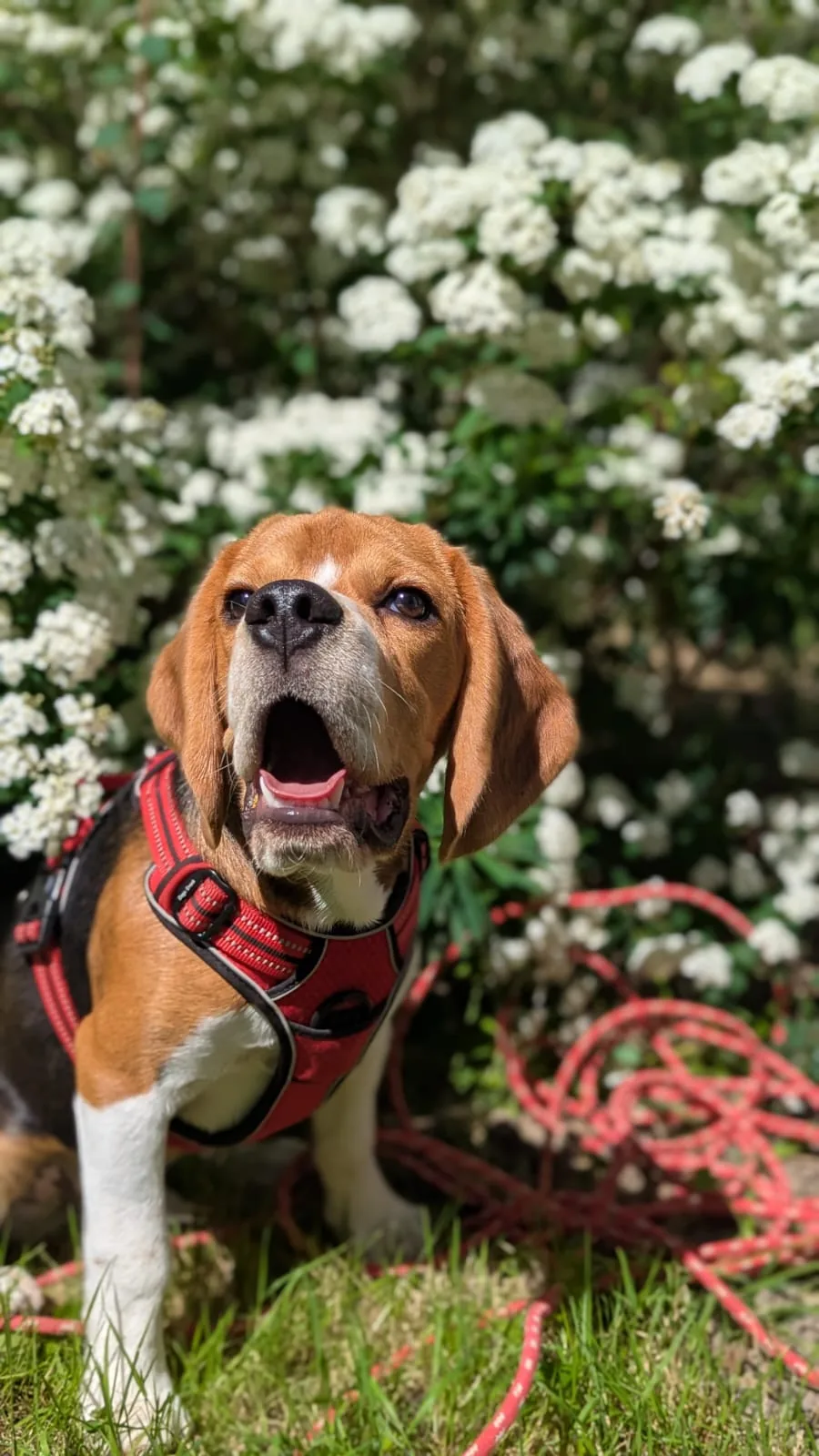 Beagle avec un bandana rouge au jardin