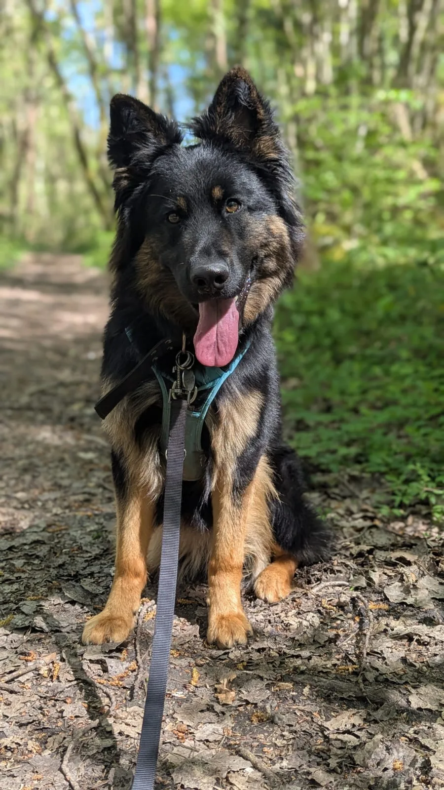 Chien noir détendu dans un pré