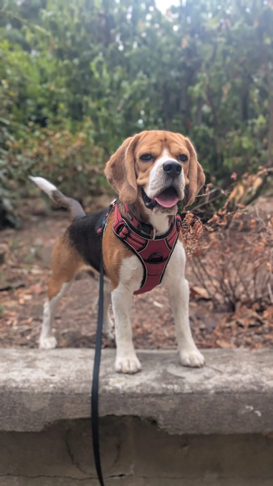 Beagle en laisse en promenade