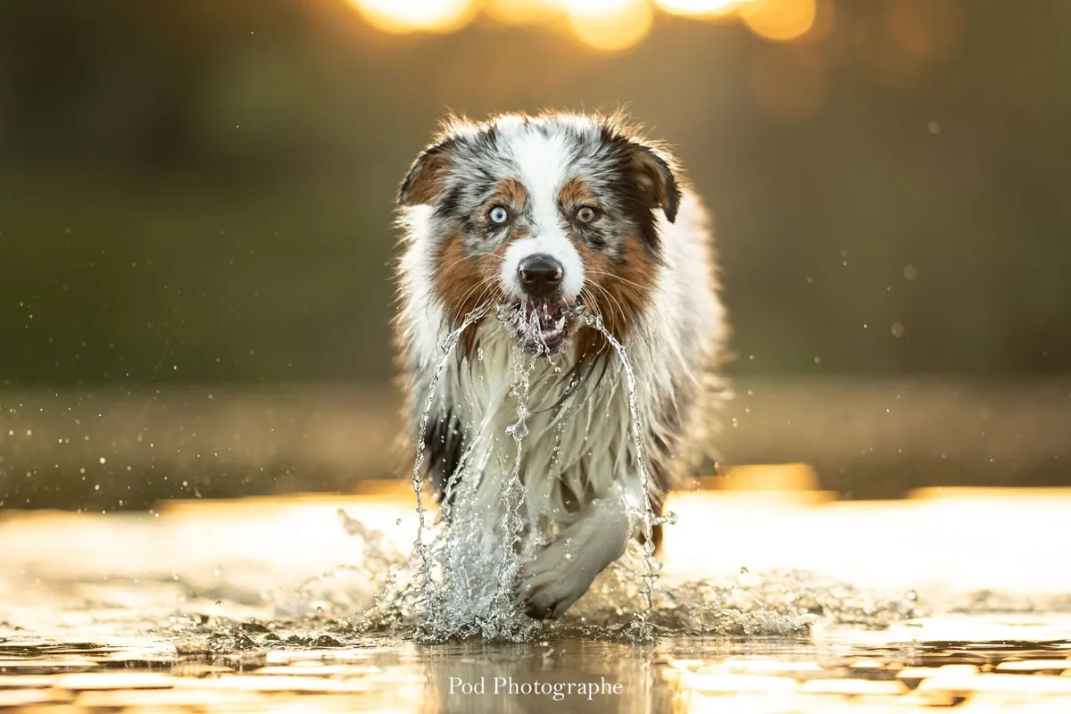 Chien qui nage dans l’eau