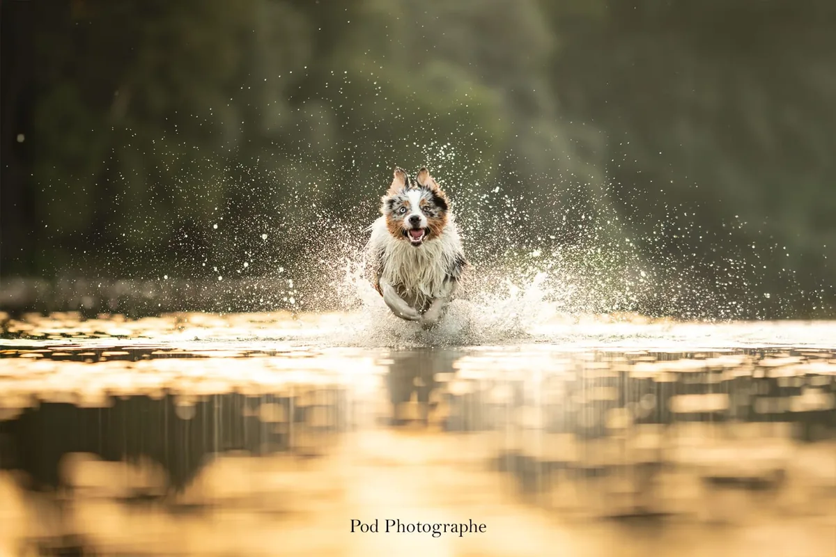 Chien qui joue dans l’eau