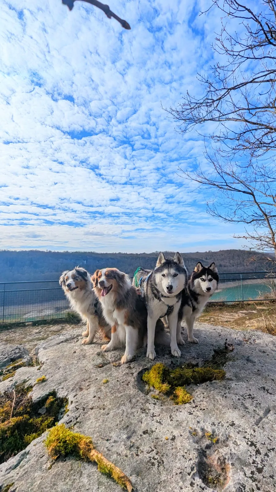 Huskies assis sur un rocher lors d’une randonnée