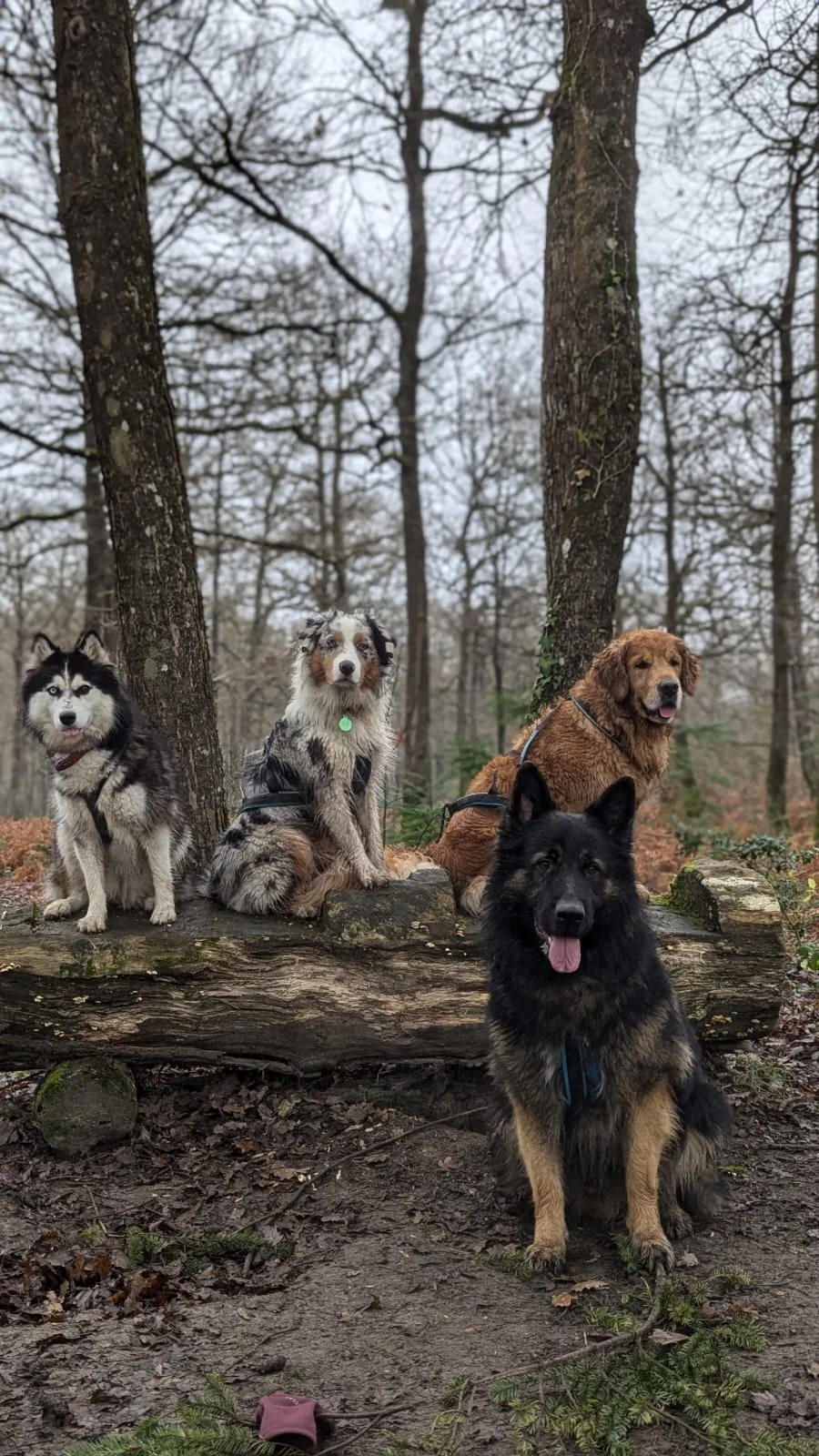 Quatre chiens de races différentes réunis sereinement en balade