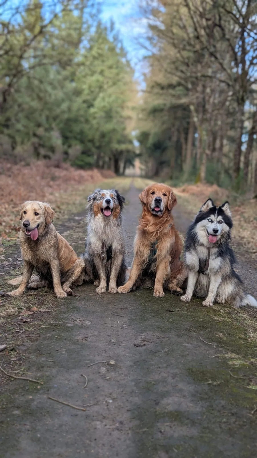 Groupe de huskies en balade
