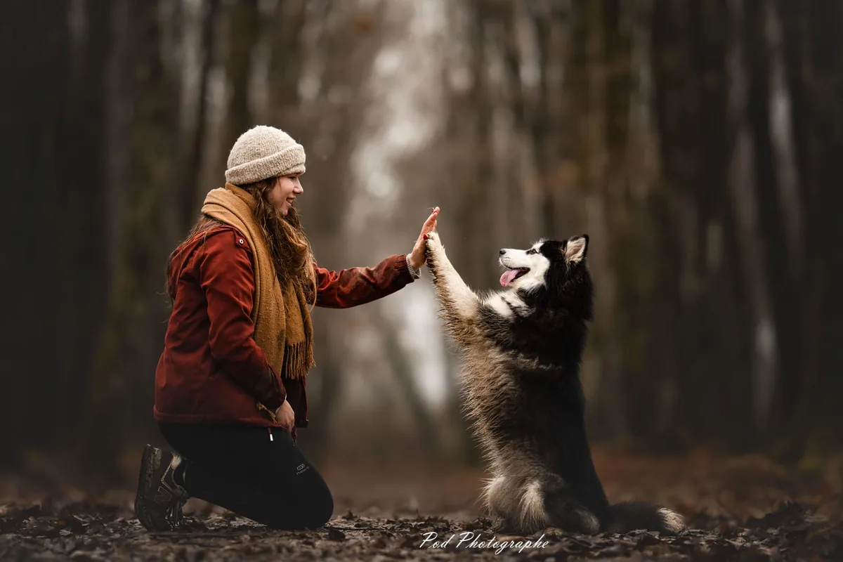 Chloé qui fait un check avec un chien nordique en forêt