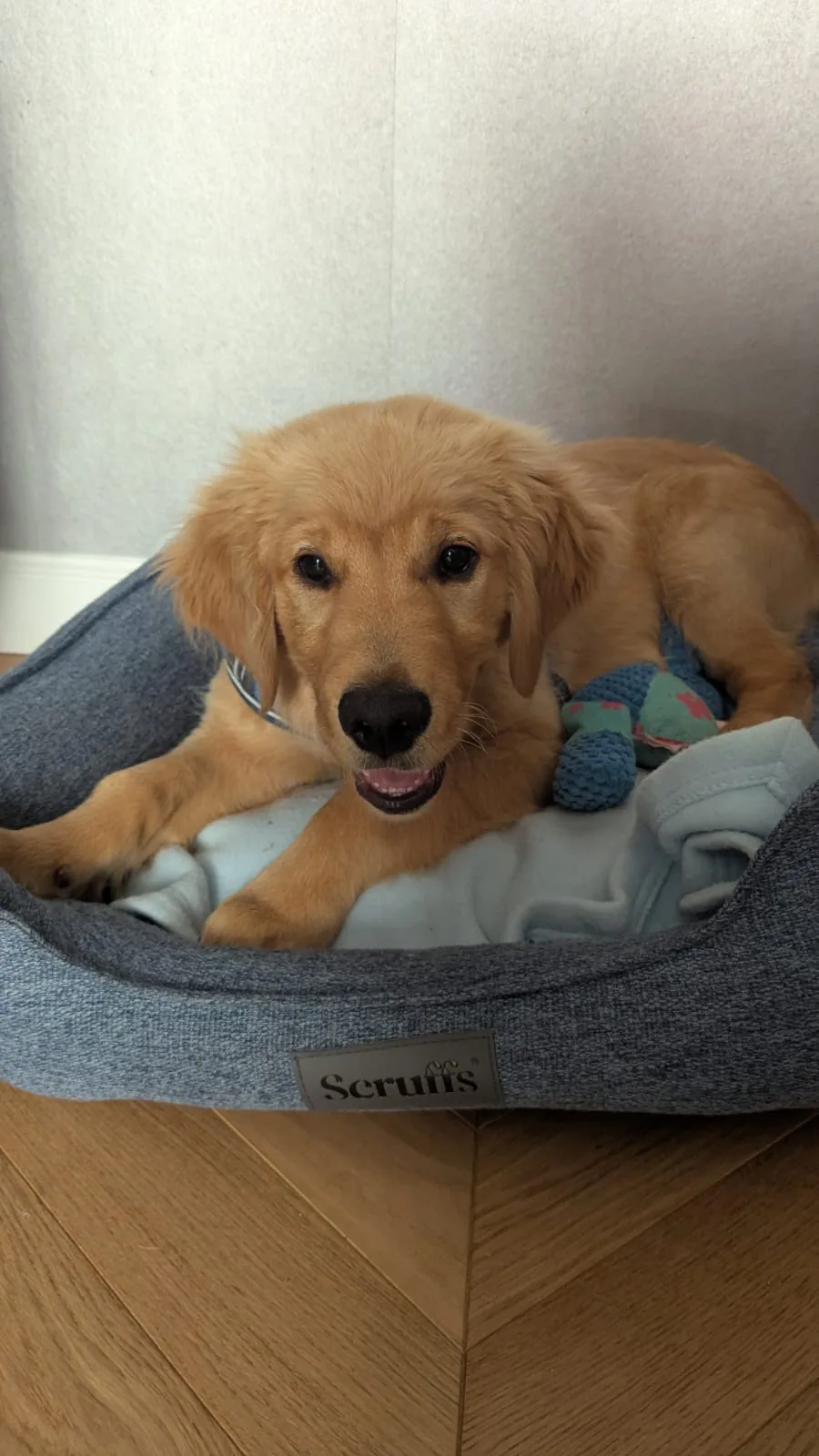 Golden Retriever détendu sur son coussin après une séance