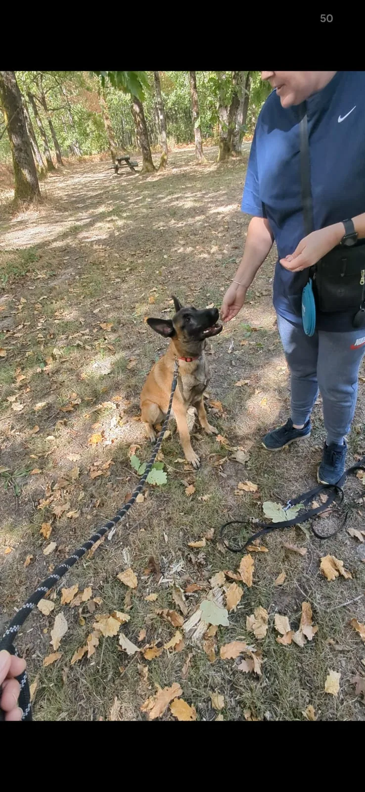 Séance d’éducation avec un chien en extérieur à Tours